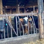 Willaval Dairy